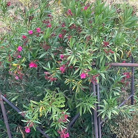 Privat bolig Quinta Do Eco Vila de Rei