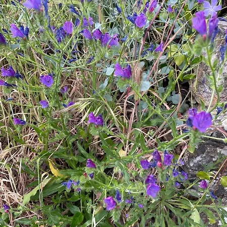 Privat bolig Quinta Do Eco Vila de Rei