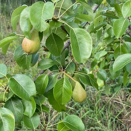 Pansiyon Quinta Do Eco Vila de Rei