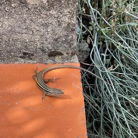 Privat bolig Quinta Do Eco *