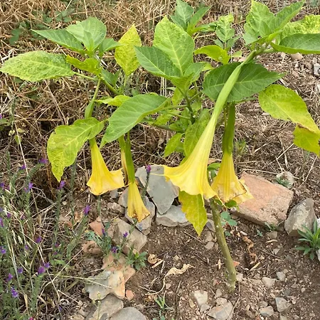 Quinta Do Eco Privat bolig Vila de Rei