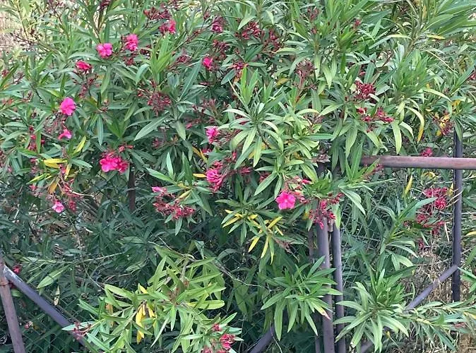 Pansiyon Quinta Do Eco Vila de Rei