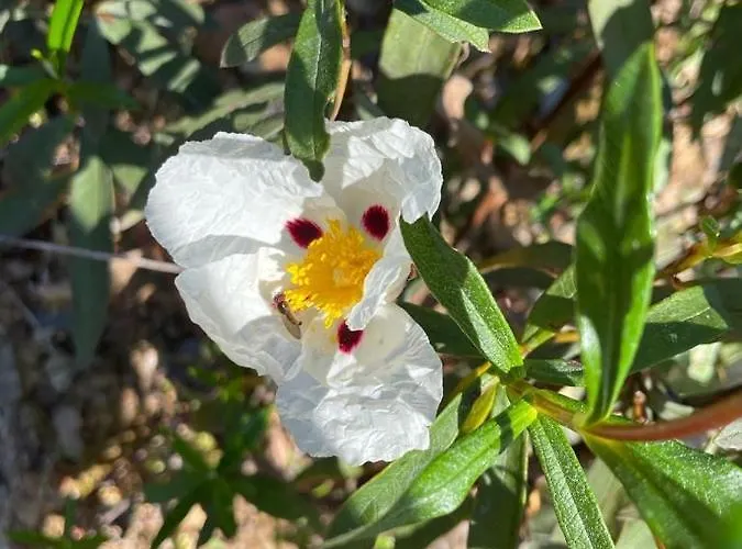 Quinta Do Eco *