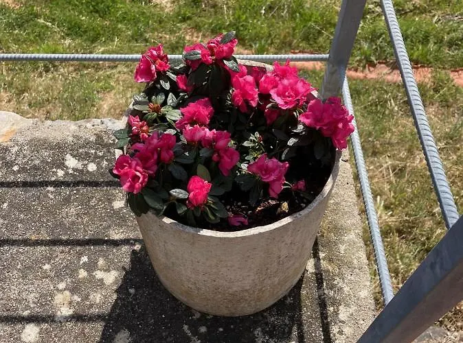 Quinta Do Eco Séjour chez l'habitant *