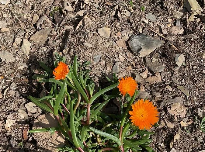 Séjour chez l'habitant Quinta Do Eco Vila de Rei