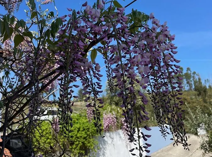 Pansiyon Quinta Do Eco *