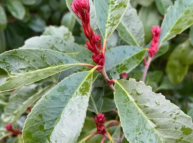 Quinta Do Eco Pansiyon *