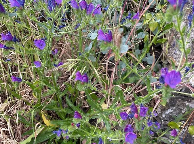 בית אירוח Quinta Do Eco וילה דה ריי