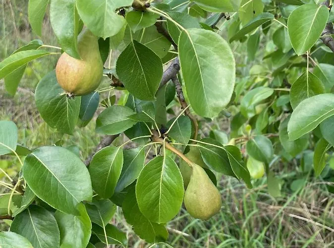 Pansiyon Quinta Do Eco Vila de Rei
