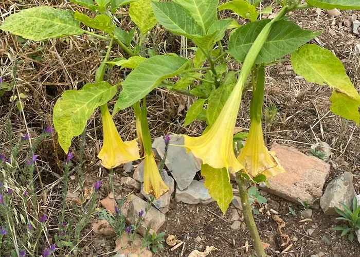 Quinta Do Eco Pansiyon Vila de Rei